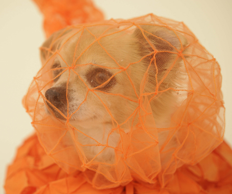 Architecture for Dogs